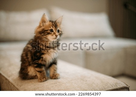 The kitten of the striped Kuril bobtail sits quietly on a light sofa. A small, thoroughbred cat in the home interior during the day