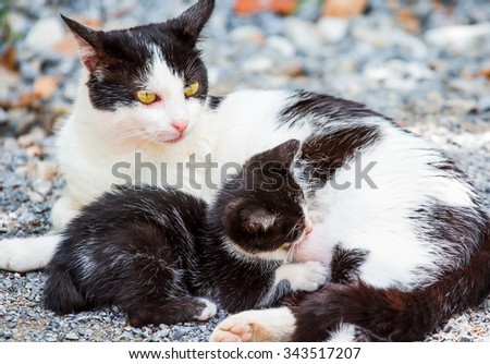 cat breast milk Gay communities near san diego