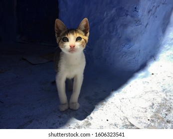 kitten in the sunlight, orange and white cat - Powered by Shutterstock