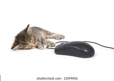 A kitten takes a nap while holding onto a computer mouse on a white background. One in a series