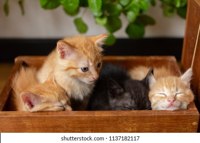 kitten taking care of her sleeping siblings in wooden box
 - Shutterstock ID 1137182117