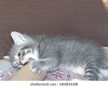 Kitten Teethes On Paper Towel Roll