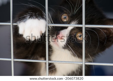 Kitten Transport Box Stock Photo Edit Now 206073820
