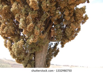 Kitten in the tree