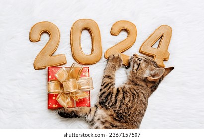 a kitten tries the strength of the figures of the new year 2024 with a gift box in his paws on the white background - Shutterstock ID 2367157507