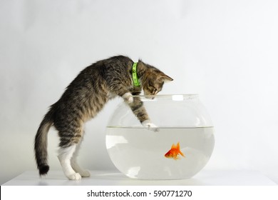 Kitten trying to touch the golden fish inside round aquarium against white background. Friendship/ curiosity concept or carnivore trying to catch the fish. 