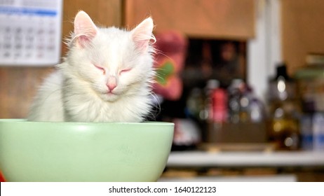 Kitten Of Turkish Angora In A Bowl