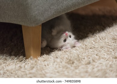 
Kitten under the sofa