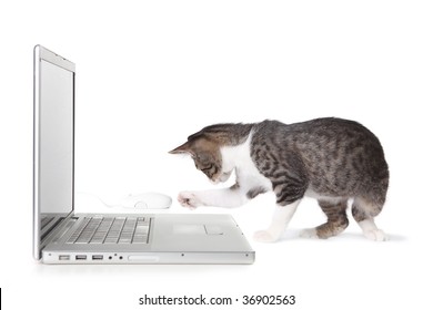 Kitten Using Laptop Computer on White Background