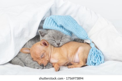 Kitten wearing warm hat sleeps with  Toy terrier puppy under a warm blanket on a bed at home