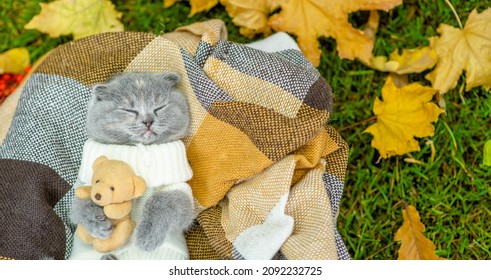 Kitten Wearing Warm Sweater Sleeps On Plaid And Hugs Favorite Toy Bear. Top Down View. Empty Space For Text