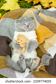 Kitten Wearing Warm Sweater Sleeps On Plaid And Hugs Favorite Toy Bear. Top Down View