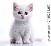 kitten white beautiful blue eyes pet cat