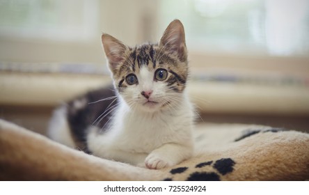 The kitten of a white color with striped spots, lies. - Shutterstock ID 725524924