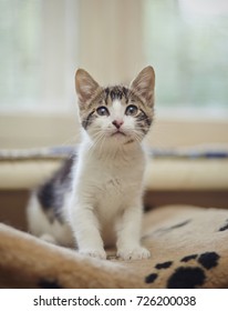 The kitten of a white color with striped spots, lies. - Shutterstock ID 726200038