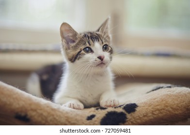 Kitten of a white color with striped spots, lies. - Shutterstock ID 727059481