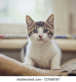 The kitten of a white color with striped spots, lies. - Shutterstock ID 727608787