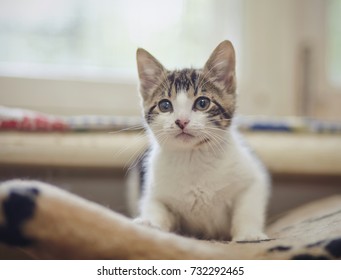 The kitten of a white color with striped spots - Shutterstock ID 732292465