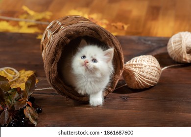 kitten in a wicker basket plays. Bicolor Rag Doll Cat at home