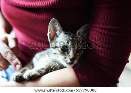 Kitten in the women's hug.