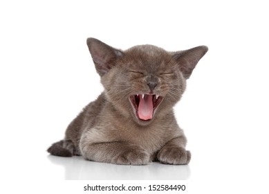 Kitten Yawn On White Background