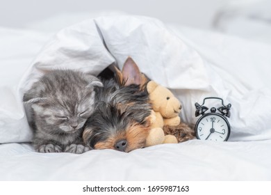 Kitten and yorkshire terrier puppy sleep together under warm blanket with alarm clock. Puppy hugs toy bear