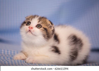 kittens.