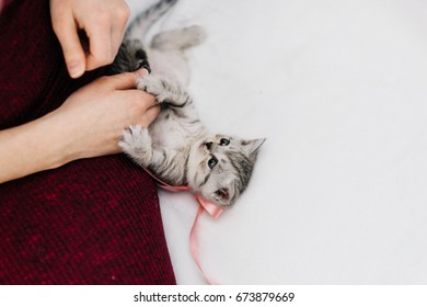 Kittens