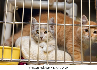 Kittens At The Animal Shelter Waiting For Adoption