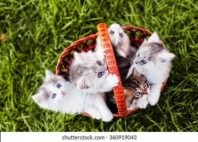 Kittens in the basket