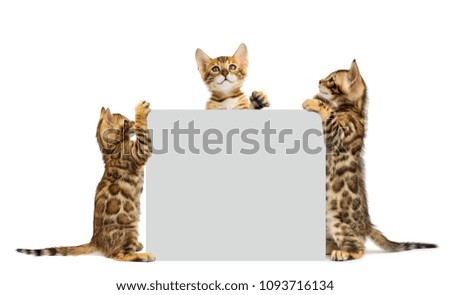 kittens and box