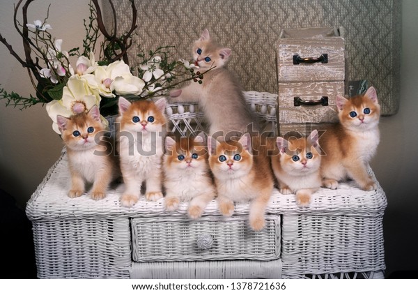 Kittens Breed British Shorthair Green Eyes Stock Photo Edit Now