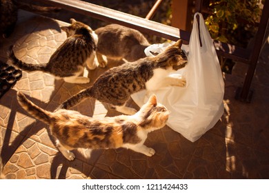 The Kittens Climb Into The Food Bag