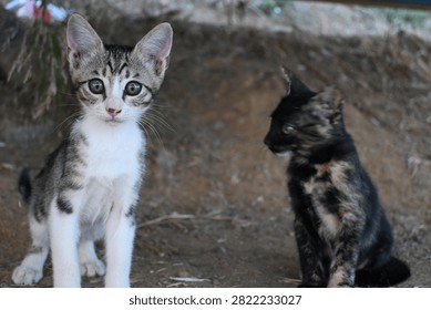 Kittens display complex social interactions with littermates to establish early behavioral hierarchies.