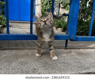 Kittens feeding on the concrete floor in the street, two or three black and gray fluffy stray tiny tabby kittens. Blue painted iron apartment door. Mother cat and her kittens in the garden. - Powered by Shutterstock