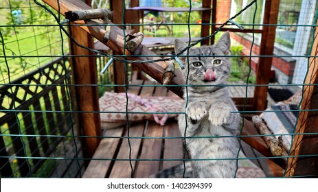 Cat Enclosure Images Stock Photos Vectors Shutterstock