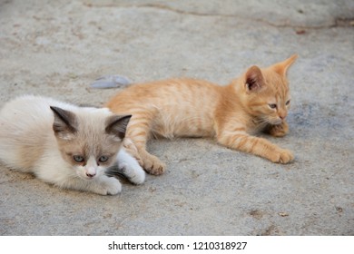 Kittens In Herd