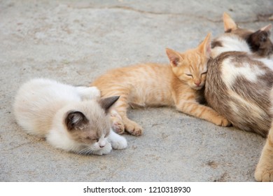 Kittens In Herd