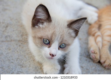 Kittens In Herd