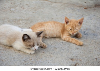 Kittens In Herd