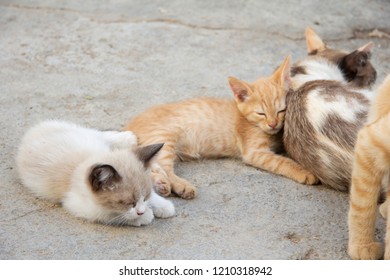 Kittens In Herd