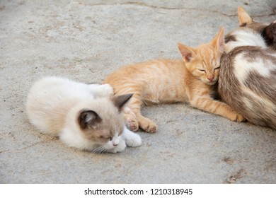 Kittens In Herd