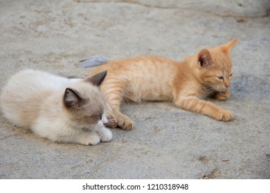 Kittens In Herd