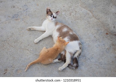 Kittens In Herd