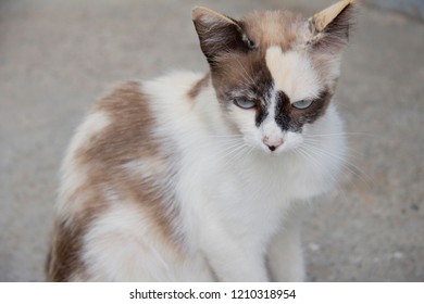 Kittens In Herd