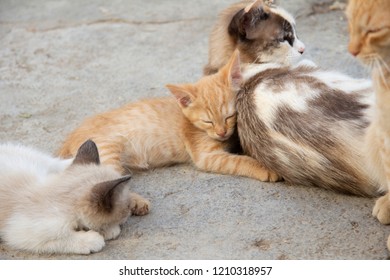 Kittens In Herd