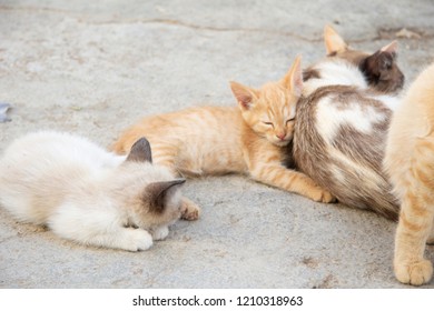 Kittens In Herd