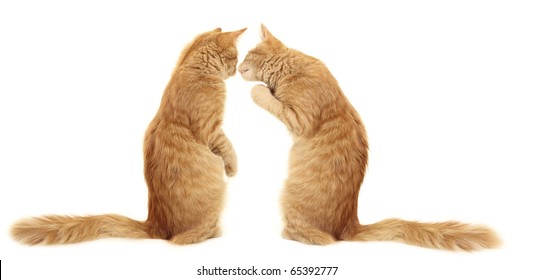 700 Kissing In Beast Images, Stock Photos & Vectors | Shutterstock