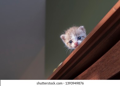 Kittens Look Down From High Places. With Fear And Uncertainty