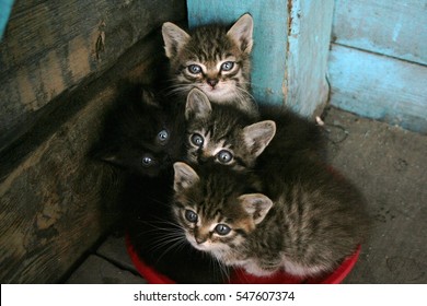 Kittens near the door